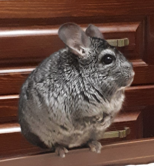 Длинохвостая шиншилла. Фото Автора