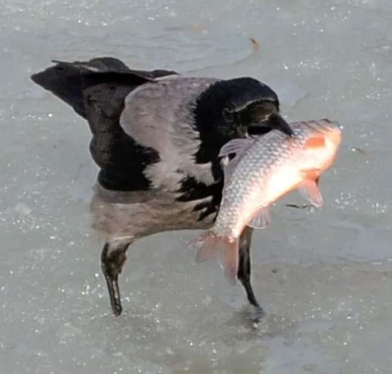 Ворона с добычей. Источник фотографии yandex.ru 