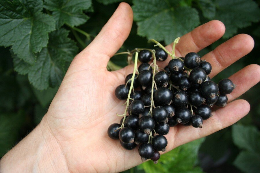 5 Секретов обильного плодородия Черной Смородины. Урожай радует год от года
