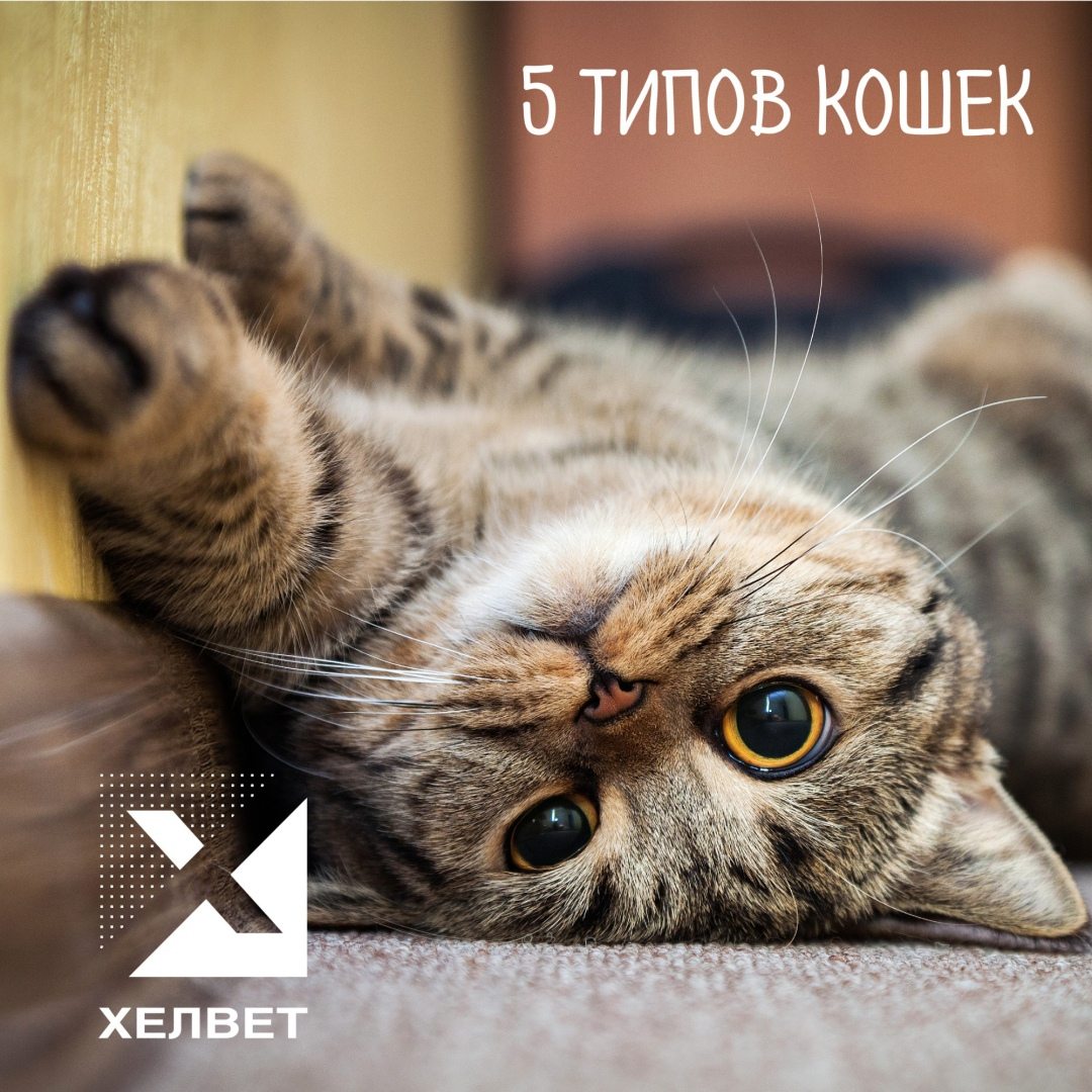 Пять типов кошек🐈 | Хелвет | Дзен