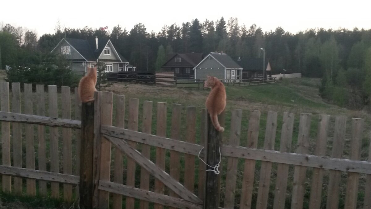 Мои красотки