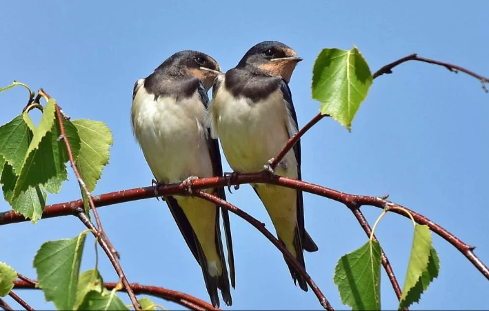 Две лапочки на ветке берёзы.