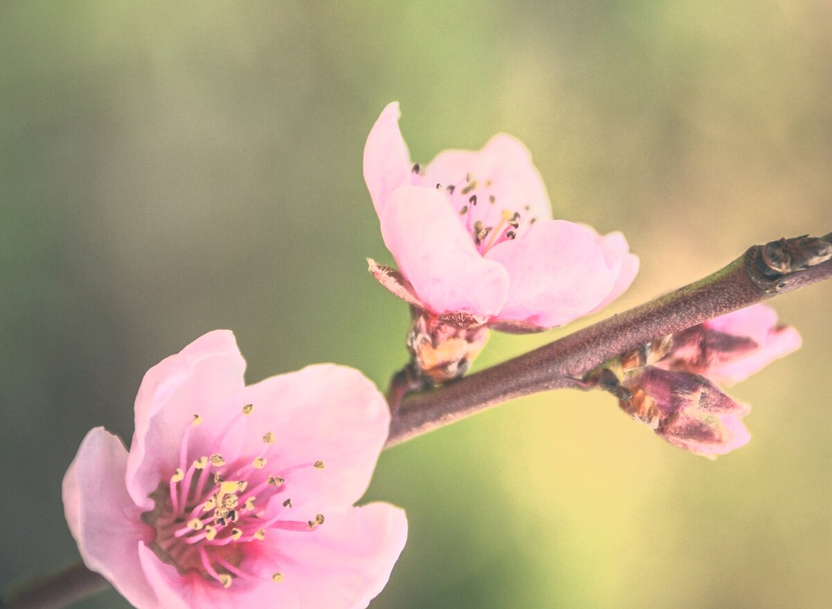 РРеференс с