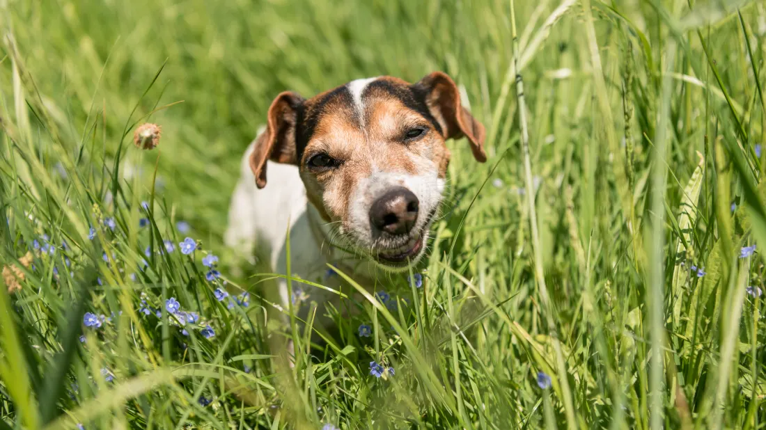 Зачем собаки едят траву