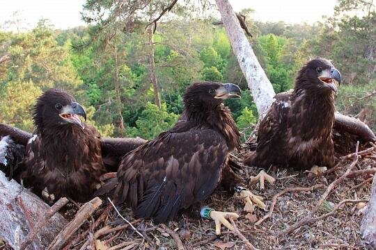 Фото предоставлено ФГБУ "Волжско-Камский государственный заповедник"