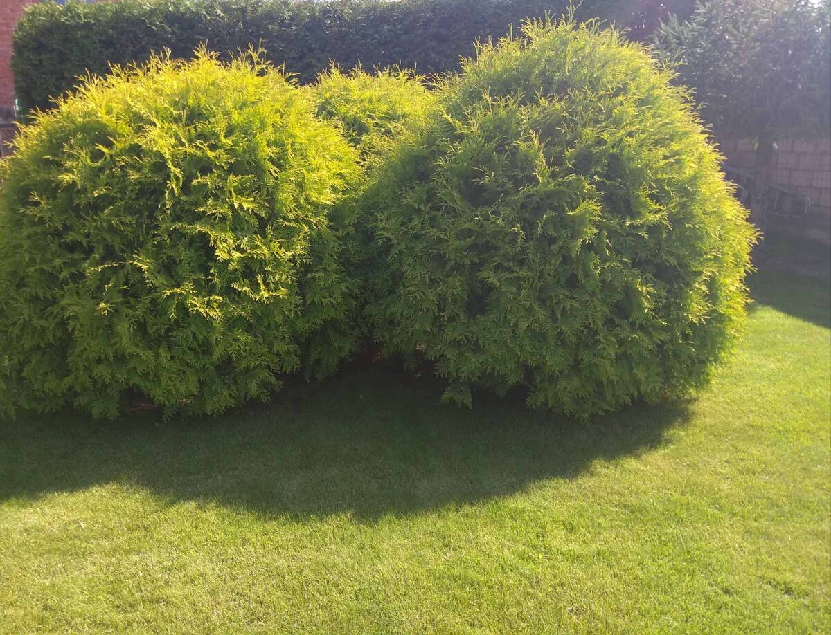 Газон к концу первого сезона! Личный архив!