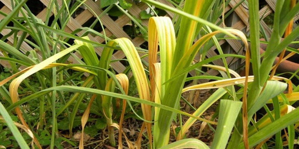 #чеснок под зиму 