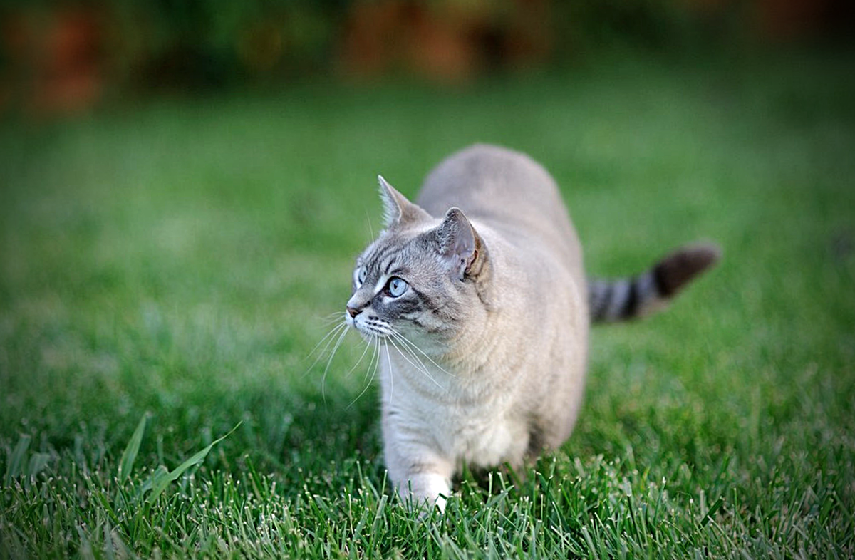 - Кого бы съесть? "Эники-беники... вкусные эндемики..."