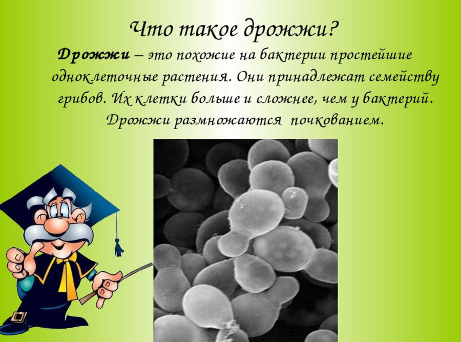 Дрожжи это. Дрожжи это грибы или бактерии. Дрожжи. Полезные бактерии дрожжи. Дрожжевые грибы или бактерии.