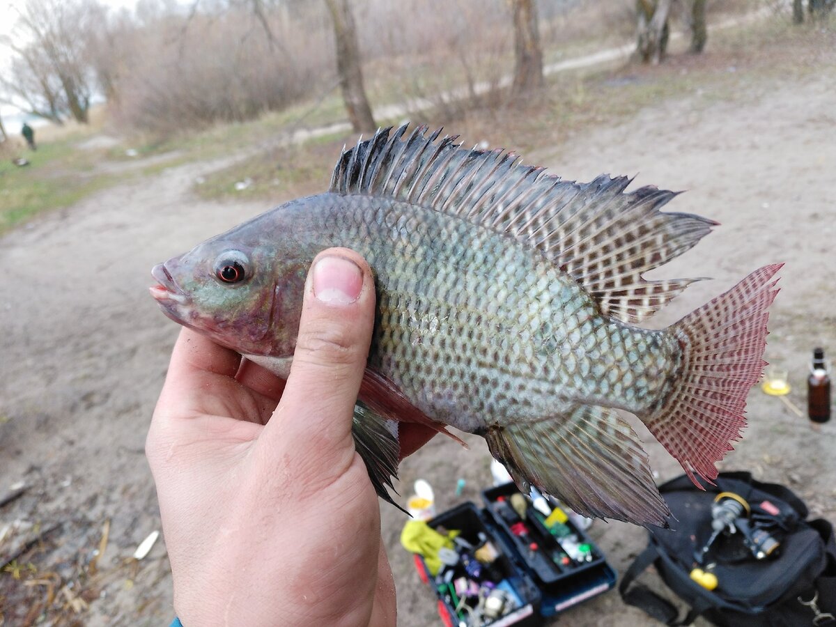 Первый улов. Фото: №1