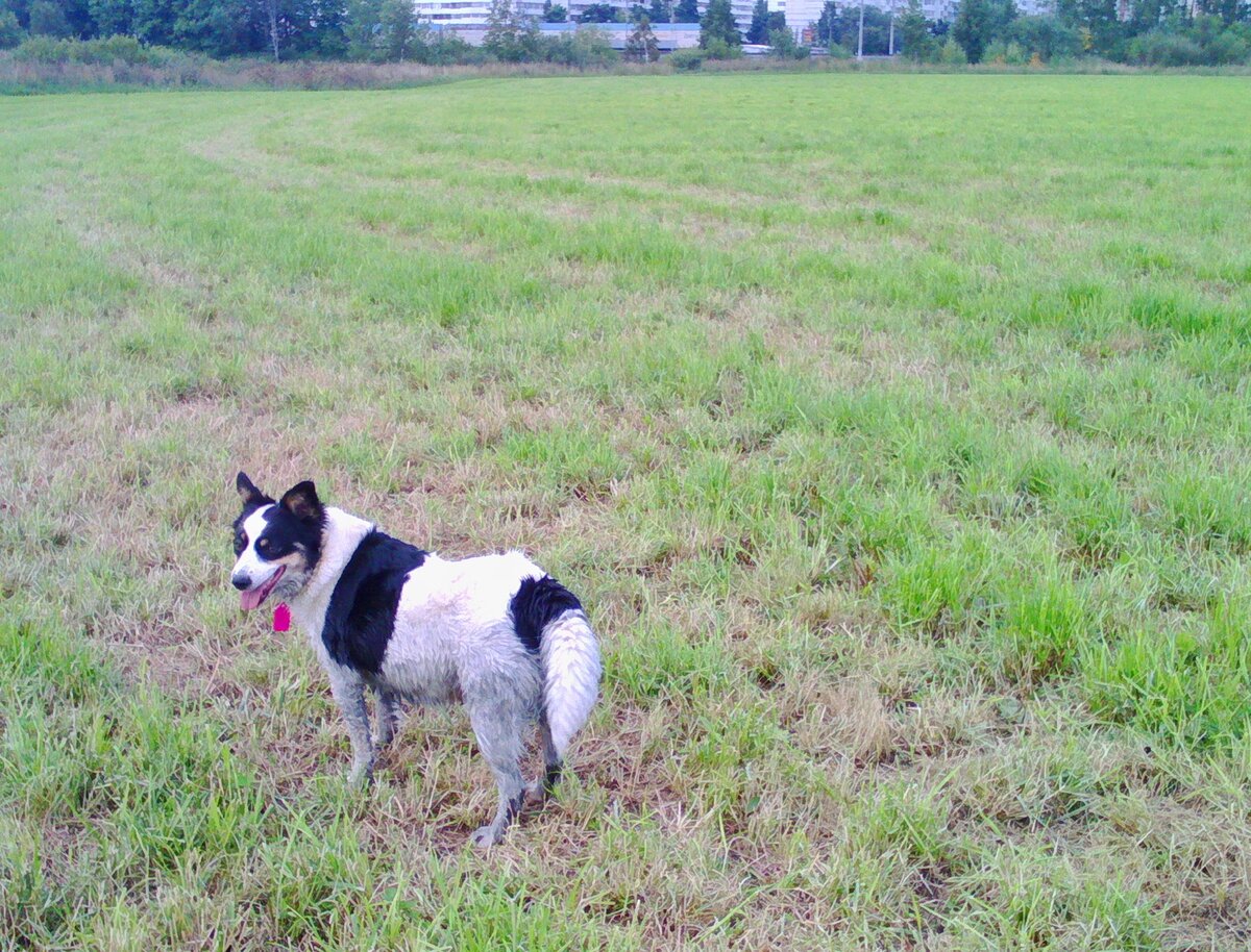 Наша грязно-белая счастливая собака)