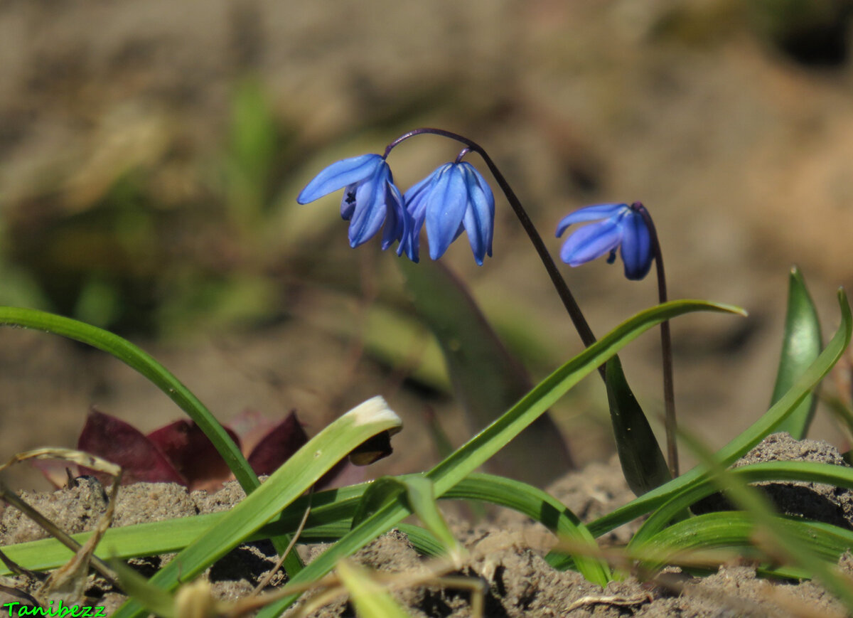 Пролеска Сибирская Scilla Siberica