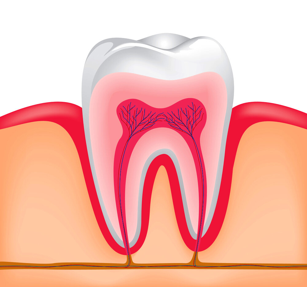 Пульпит. Строение зуба периодонтит.