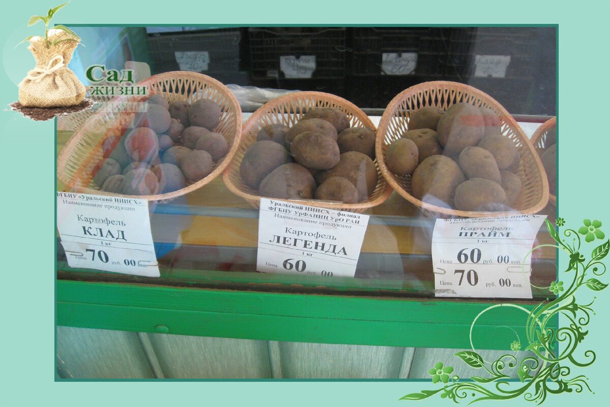 Семенной картофель в магазине УралНИИСхоза