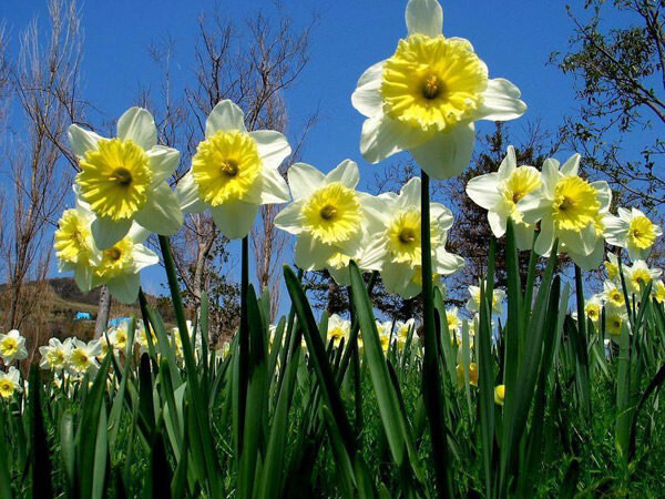 Цветы для продажи на любой праздник, для любого повода.