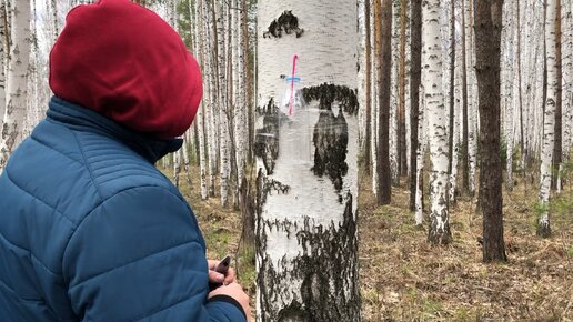 Простой способ собрать берёзовый сок