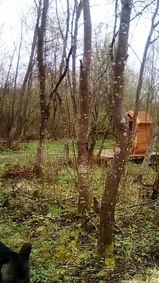 Родничок в черемухах