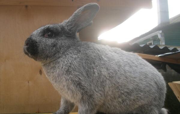 Мои фото. Кролик Бобёр