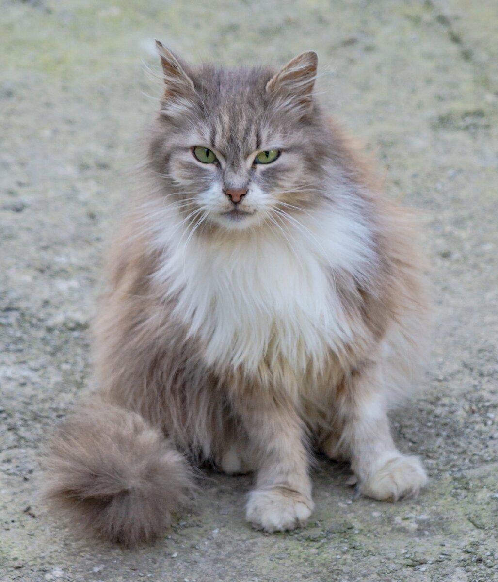 1. Пушистая кошка в Васильевке.