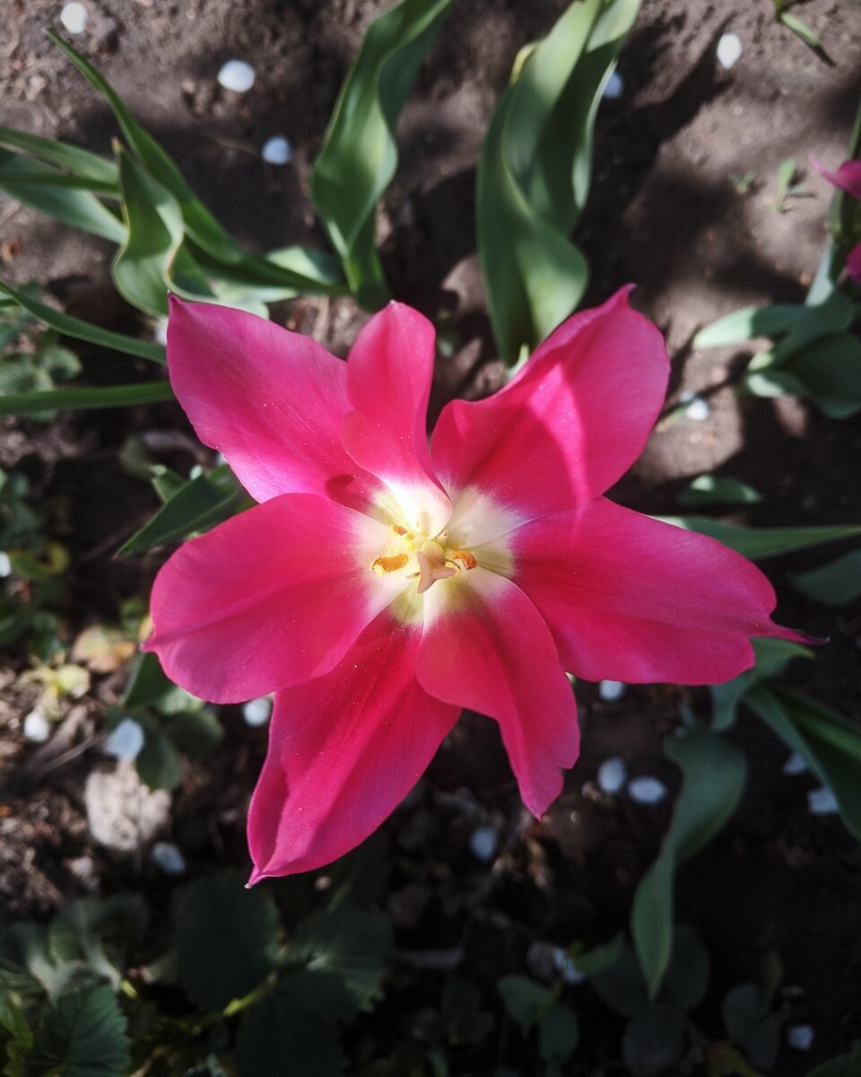 Тюльпаны, под кодовым названием "Голливуд". Фотографии можно листать.