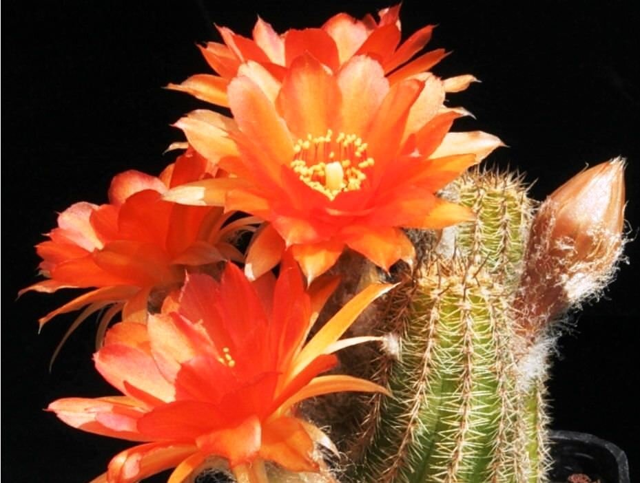 Кактус хамелобивия