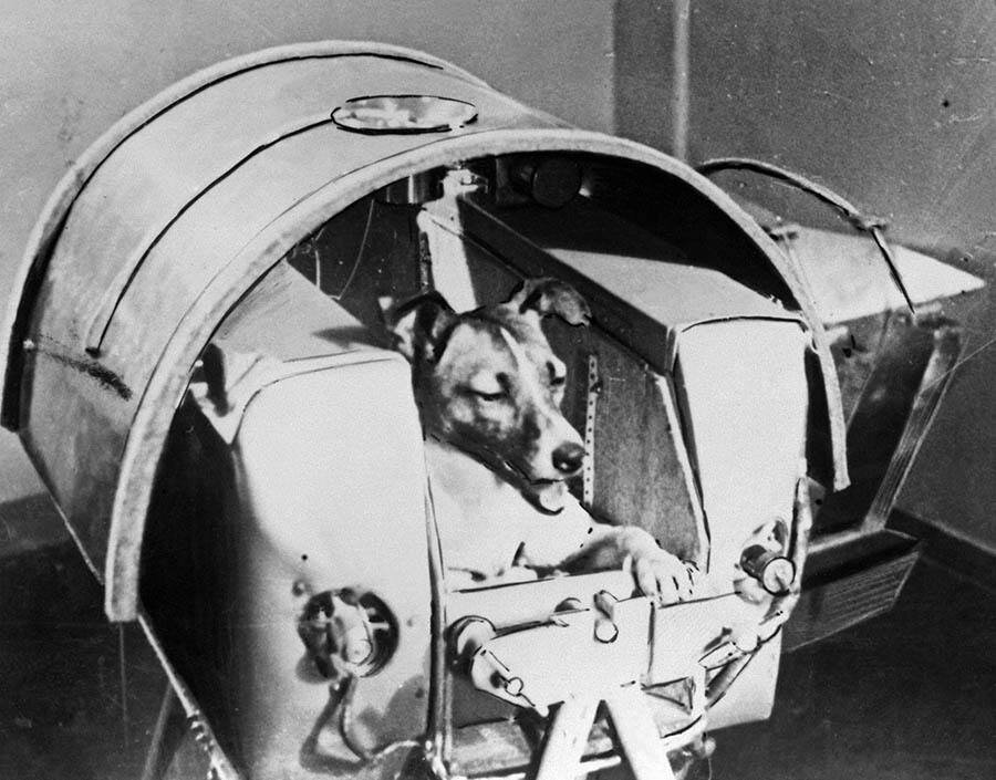 Картина из советской ежедневной газеты " Правда" от 13 ноября 1957 года о Лайке.