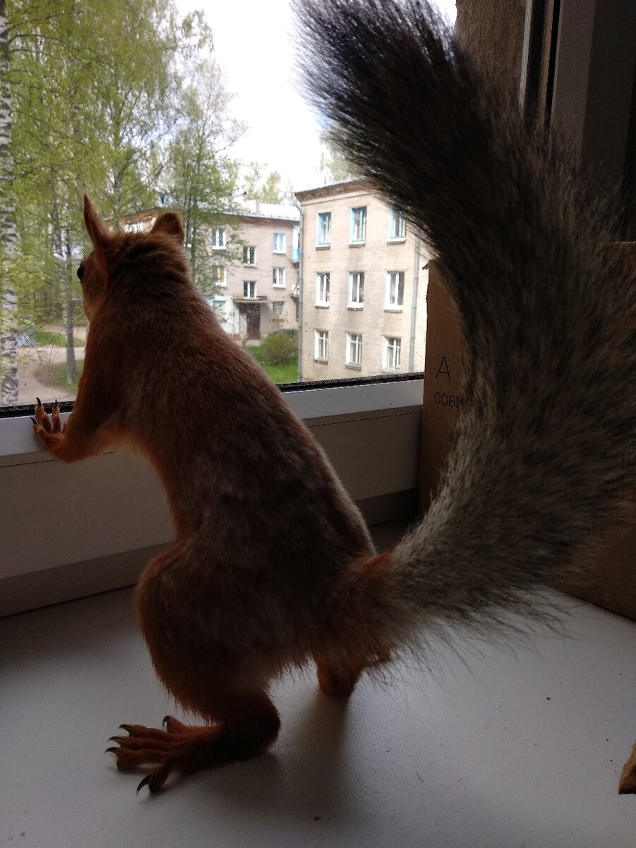 Хвост белки SQUIRREL TAIL Fox Red