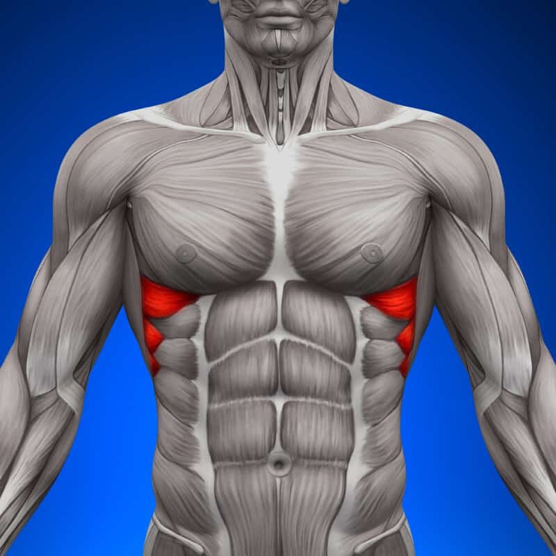 Мышцы грудного пресса. Serratus anterior мышца. Зубчатые мышцы живота анатомия. Передней зубчатой мышцы. Анатомия передней зубчатой мышцы.