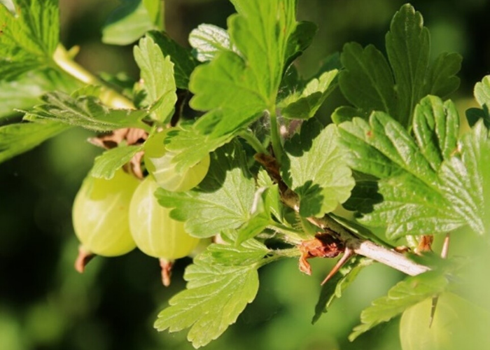 Крыжовник. Многие селекционеры годами мечтали избавиться от его колючек