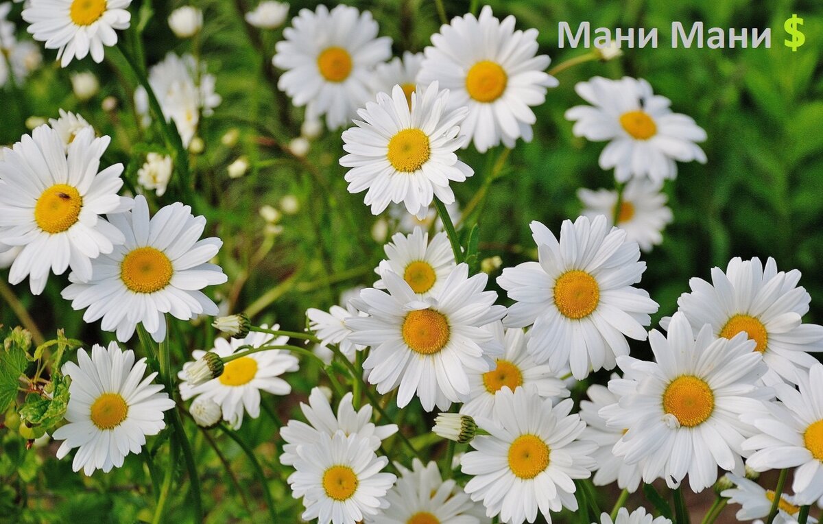 Лекарственные травы