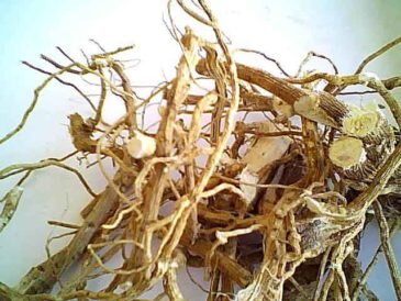 Корень алтея используют в народной медицине для лечения кашля.