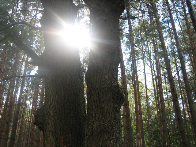 Солнцестояние