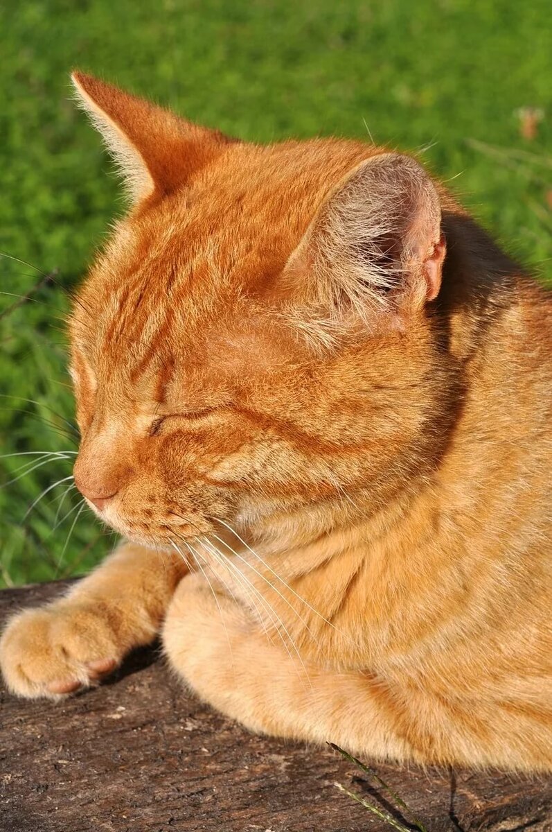 Очень похож на нашего Лорда