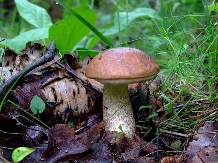 Подберезовик обыкновенный (лат. Leccinum scabrum)