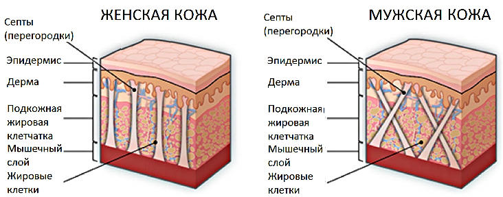 Стоковые фотографии по запросу Женская анатомия