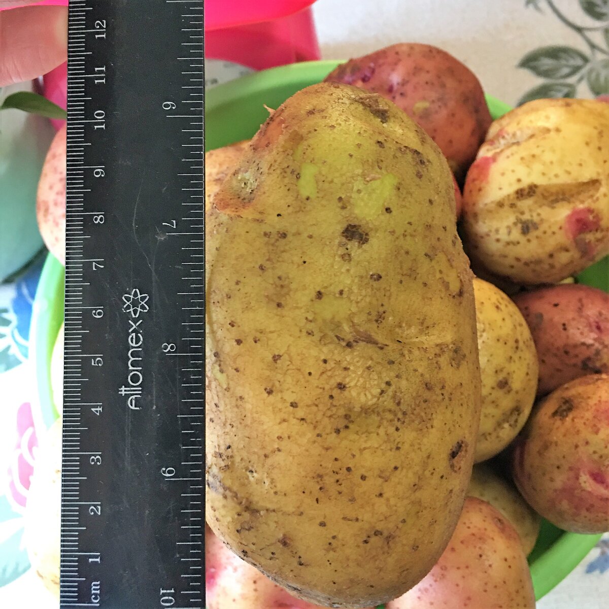 выберите фотографию где изображены плоды картофеля
