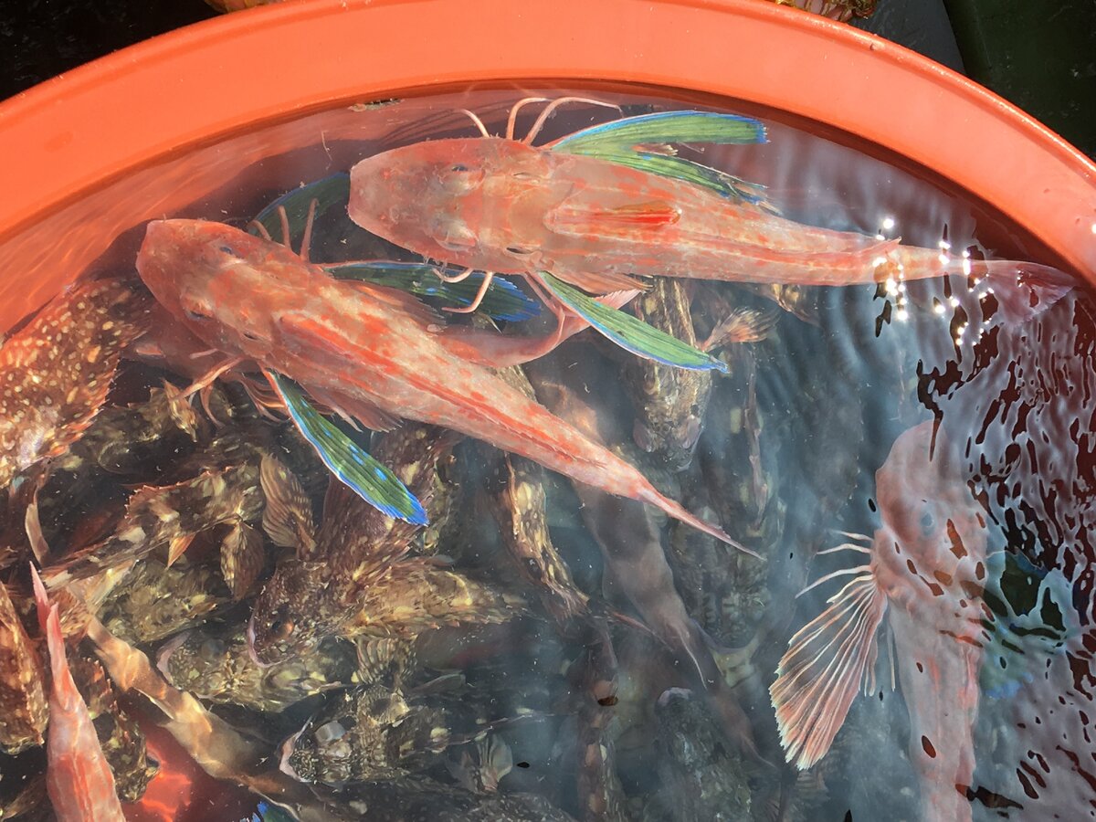 Морские петухи и бычки