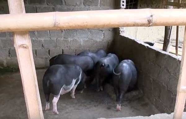 Вьетнамские свиноматки (68 фото)