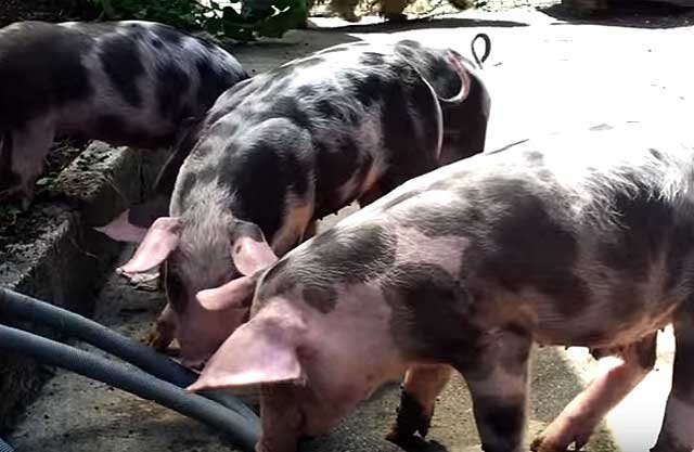 В европейских странах порода свиней пьетрен пользуется популярностью. Она имеет ярко выраженную мясную направленность и отличается хорошими показателями убойного выхода.