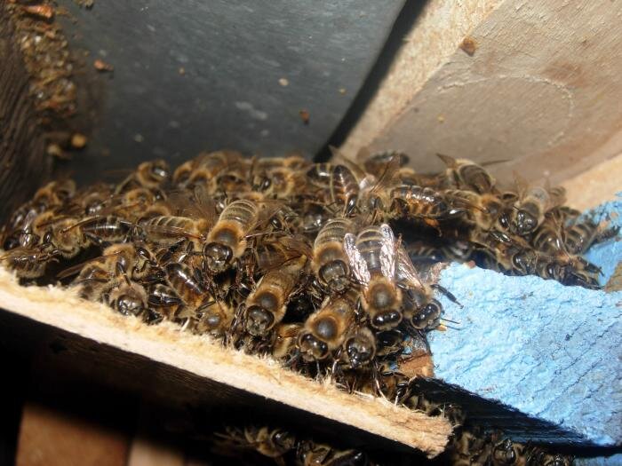 Яндекс картинки