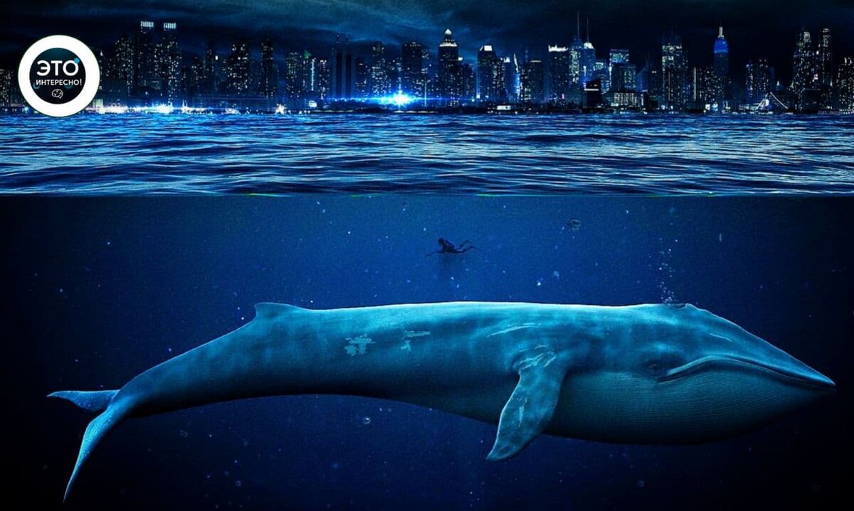 кит под водой