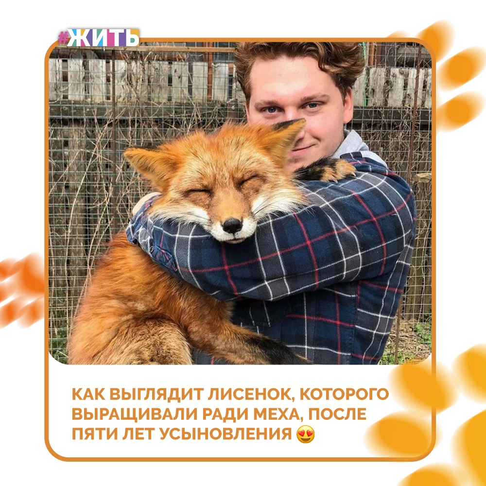 Этот лисёнок вырос на российской звероферме, его выращивали ради меха, ему очень повезло, что парень по имени Ярослав, сумел забрать его себе домой🤗 
Вот уже 5 лет лисёнок и Ярослав неразлучны🦊

Первое время Вуди не хотел ни с кем общаться, но потом привык😌

Отпустить в дикую природу его нельзя, он не выживет. Ярославу пришлось немало потрудиться, чтобы изучить и приручить Вуди, лис - не домашнее животное, даже несмотря на привязанность к человеку, он может его укусить. Сейчас Ярослав знает все тонкости поведения лиса☝

Спасибо этому молодому человеку за то, что не дал пропасть лисенку и стал для него настоящим другом🙏

#жить #проектжить #лисенок #добро