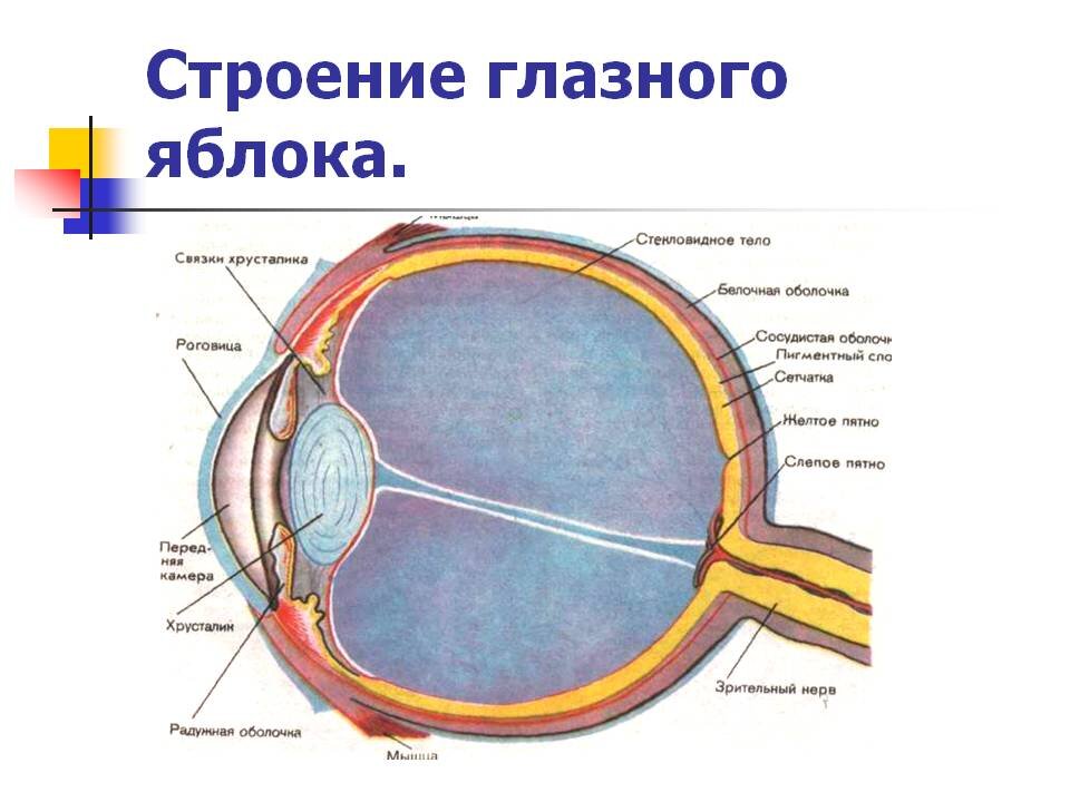 Глазное яблоко строение