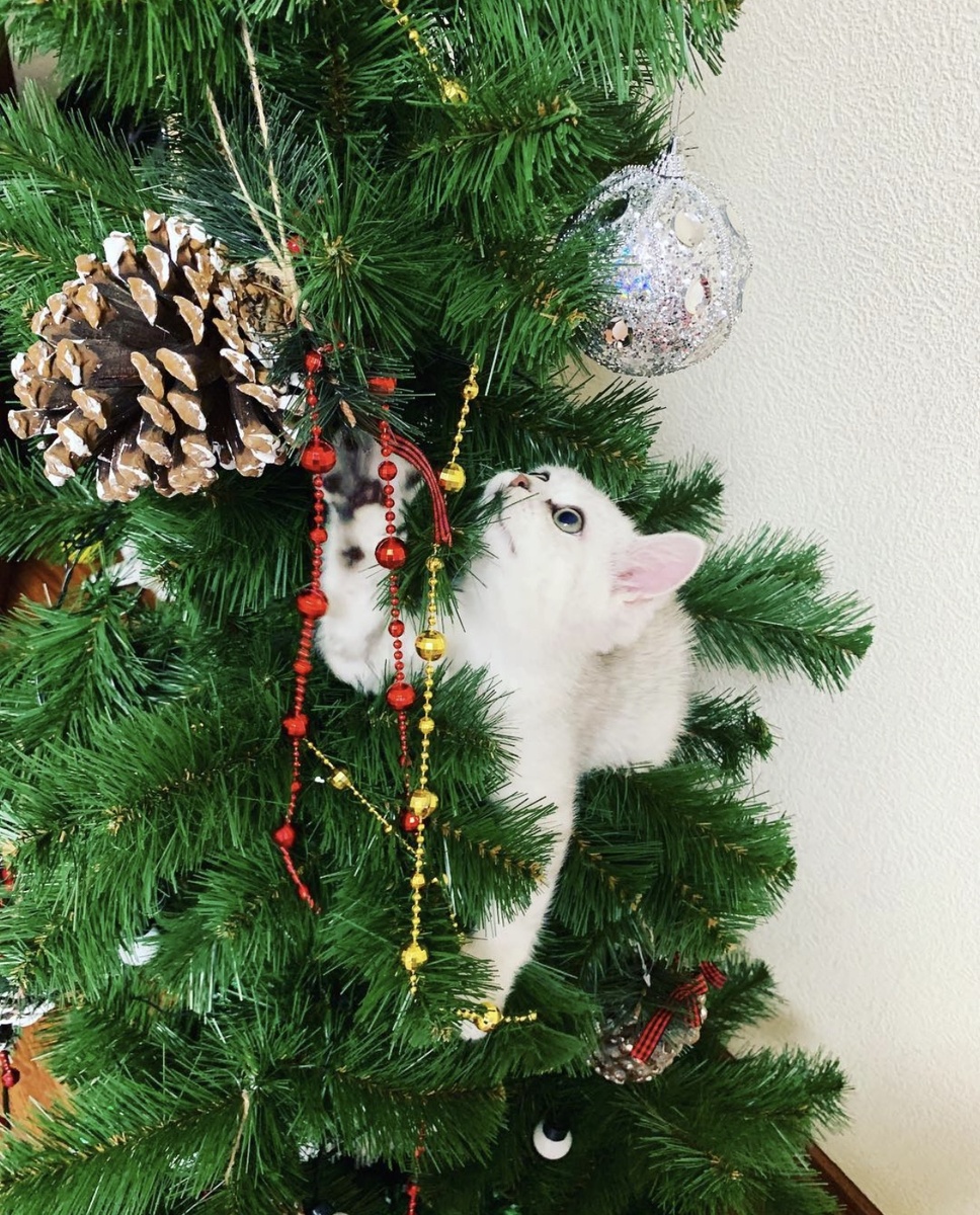 2018 год декабрь.