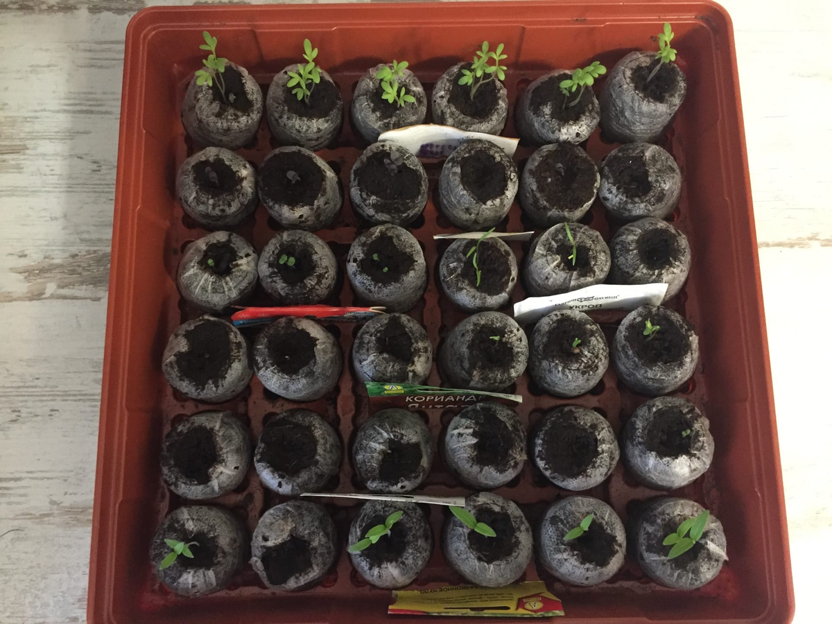 Сверху вниз: кресс-салат, базилик, тимьян и укроп, кориандр, розмарин, томаты.