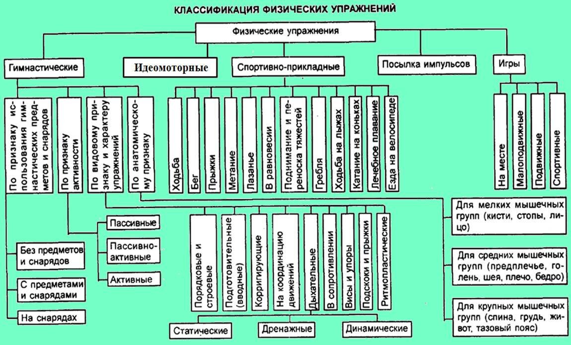 Ваш компас в «море» физических упражнений | Записки врача ЛФК | Дзен