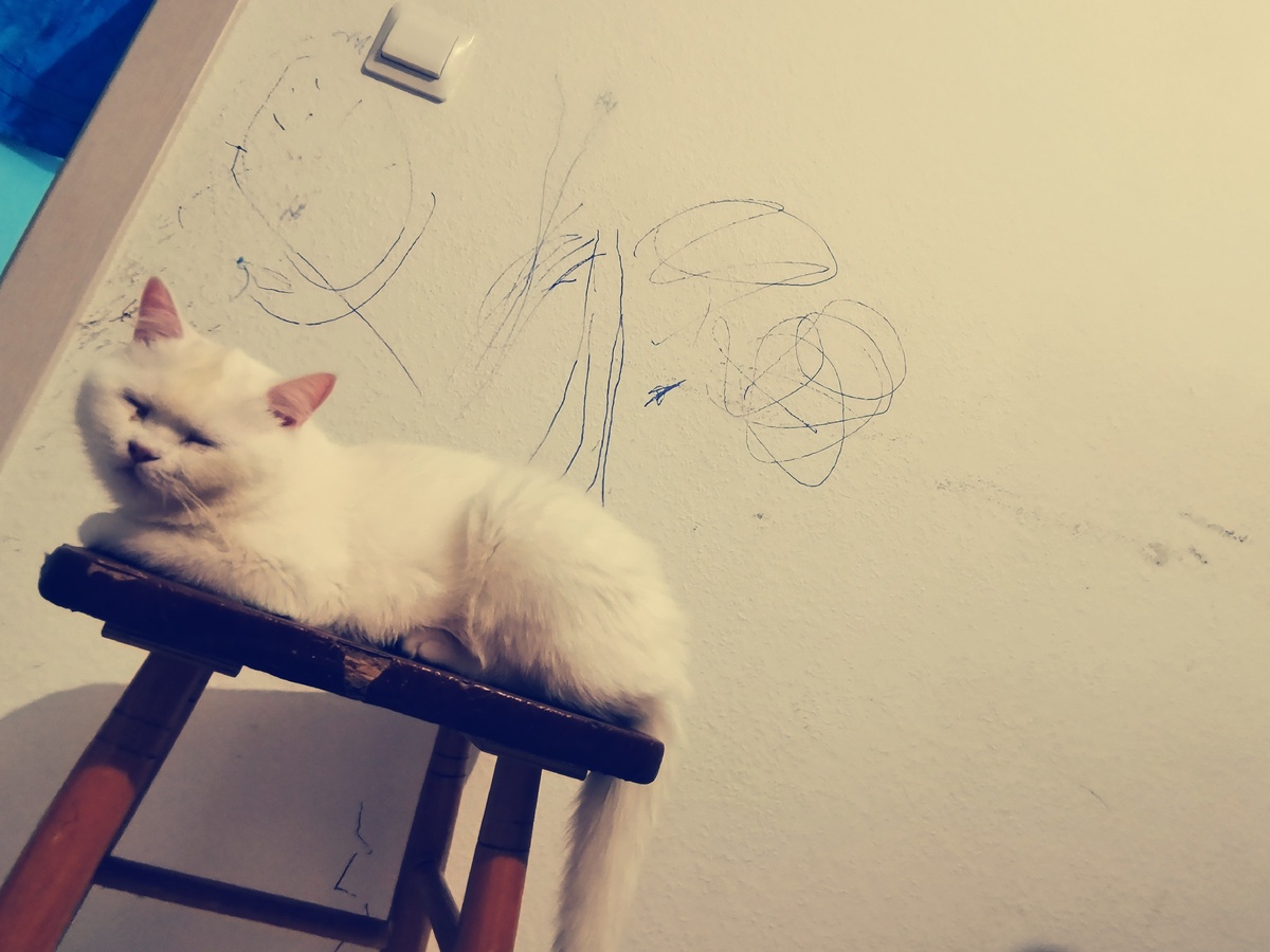 Разрисованные стены и кошка Оливка.