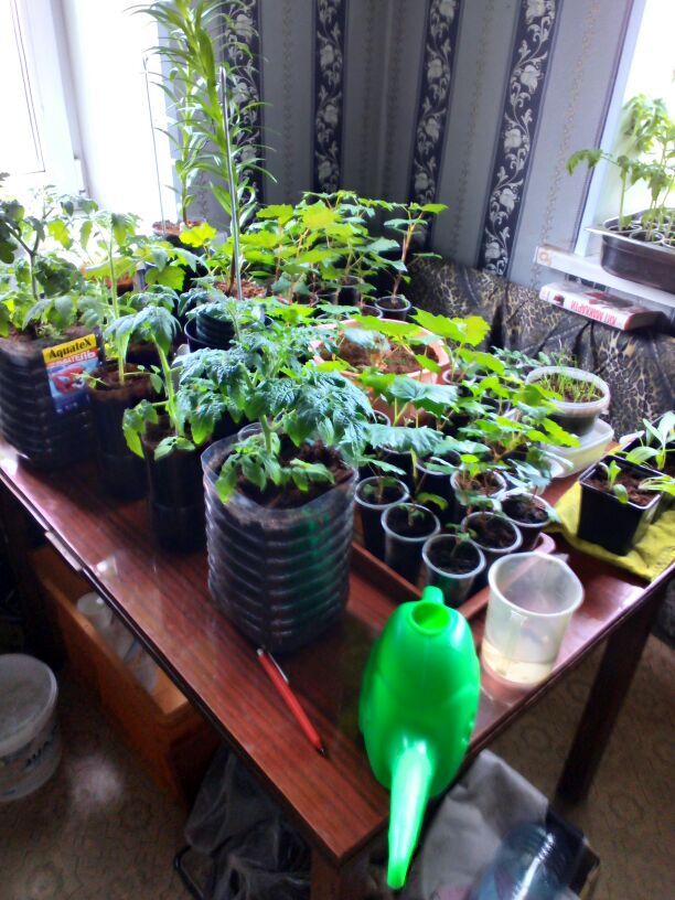 Моя рассада на моем столе, весна 2020