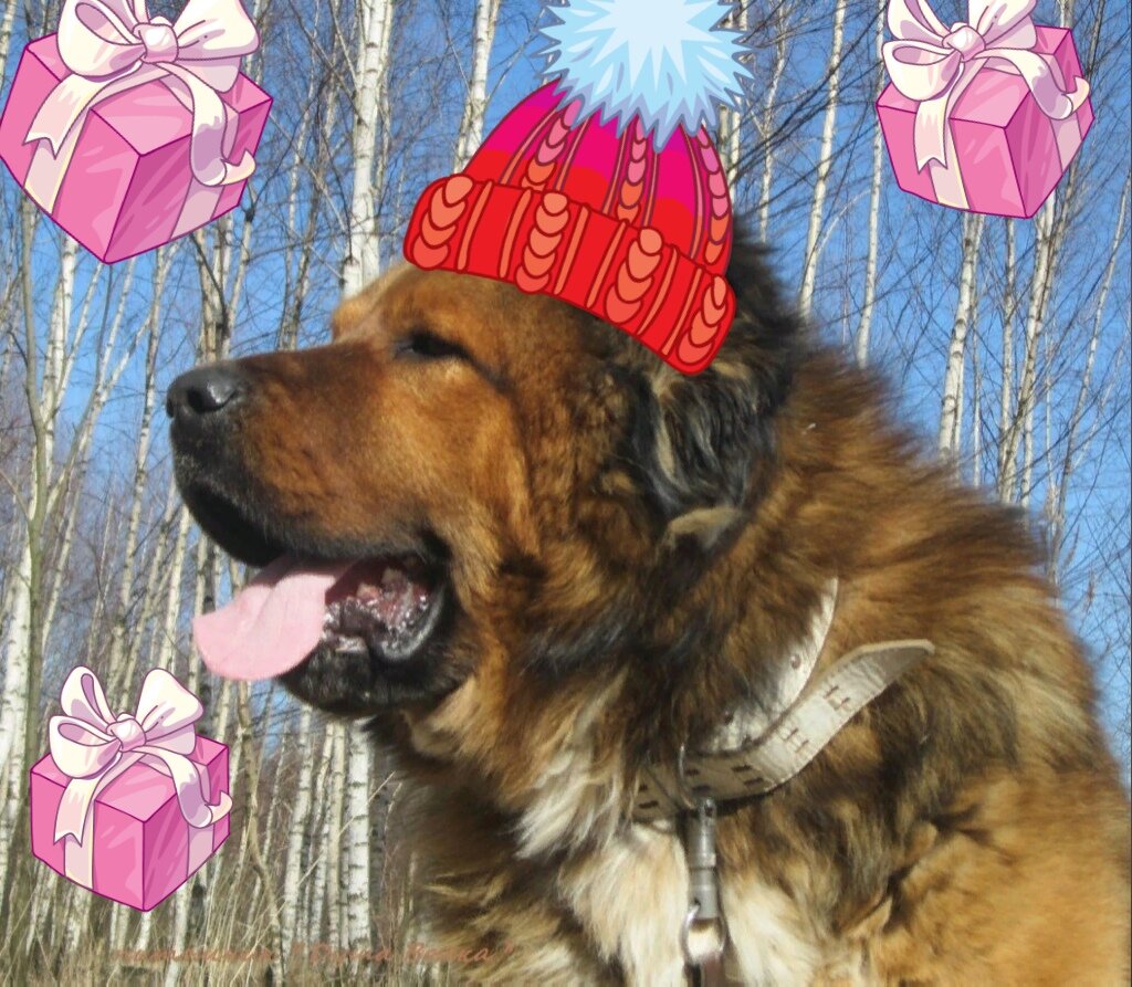 Зидан Ласковый Зверь передаёт всем привет! Море счастья и подарков!