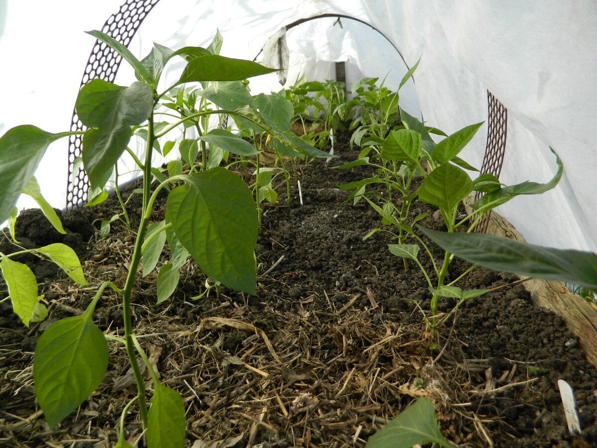Только что высаженная рассада под укрытие